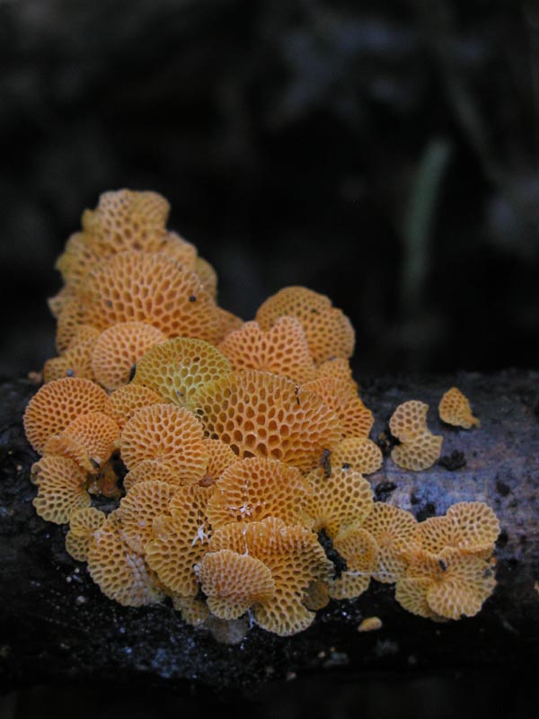 Favolaschia calocera (dedicato ad Alfy)
